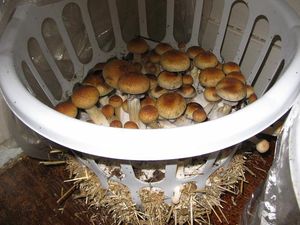 как выращивать грибы