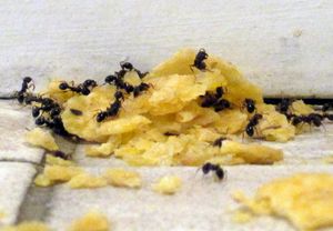 как вывести муравьев из квартиры