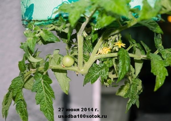 d0037-08-tomat